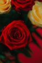 Red and yellow roses background . Beautiful floral background.Texture of yellow and red rose petals. Royalty Free Stock Photo