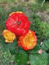 red and yellow roses, rose buds, blooming flowers, delicate petals Royalty Free Stock Photo