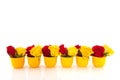 Red and yellow roses in yellow egg cups Royalty Free Stock Photo