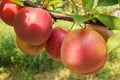 Red and yellow round plums in orchard garden Royalty Free Stock Photo