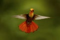 Red and yellow Ruby-Topaz Hummingbird, Chrysolampis mosquitus, flying with open wings, frontal look with glossy orange head, sprea