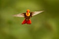 Red and yellow Ruby-Topaz Hummingbird, Chrysolampis mosquitus, flying with open wings, frontal look with glossy orange head, sprea