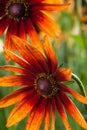 Red Yellow Rudbeckia flower