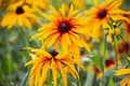 Red Yellow Rudbeckia flower Royalty Free Stock Photo