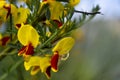 Red and Yellow Scotch Broom Blossoms Close Up Royalty Free Stock Photo