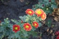 6 red and yellow semidouble flowers of Chrysanthemums Royalty Free Stock Photo