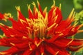 Red Yellow Show N Tell Dahlia Blooming Macro