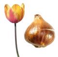 Red-yellow single late tulip flower with tulip bulb isolated on white Royalty Free Stock Photo