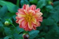 Red and yellow singular flower against dark blurred garden background