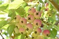 Red and yellow small fruits of a wild apple tree on a branch Royalty Free Stock Photo