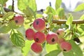 Red and yellow small fruits of a wild apple tree on a branch Royalty Free Stock Photo