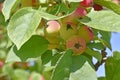 Red and yellow small fruits of a wild apple tree on a branch Royalty Free Stock Photo