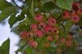 Red and yellow small fruits of a wild apple tree on a branch Royalty Free Stock Photo