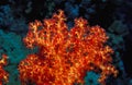 Red yellow soft coral Royalty Free Stock Photo