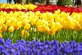 Red and yellow spectacular tulips, blue arabian hyacinth in the spring