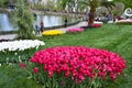 Red white and yellow spectacular tulips in the spring. Emirgan Korusu outdoor park.