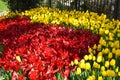 Red and yellow spectacular tulips in the spring