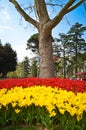 Red and yellow spectacular tulips in the spring