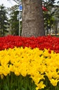 Red and yellow spectacular tulips in the spring