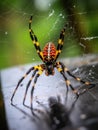 Red and yellow spider sits on top of web