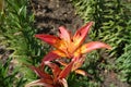 Red and yellow spotted flowers of lilies in June Royalty Free Stock Photo