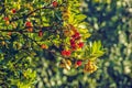 Red and yellow strawberry tree fruit