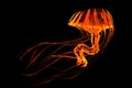 Red Yellow Striped Jellyfish