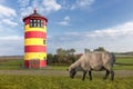 A red and yellow striped lighthouse with a sheep in the foreground. Royalty Free Stock Photo