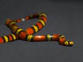 Red and Yellow striped snake on grey background Royalty Free Stock Photo