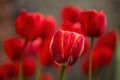 Red-yellow striped tulip on foreground. Many red tulips defocused on background Royalty Free Stock Photo
