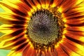Colorful sunflower closeup