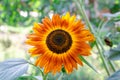 Red-yellow sunflower. Green leaves. Blurred background. Sunlight