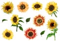 Red and yellow sunflowers set, isolated floral elements
