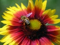 Red yellow sunny flower with a bee