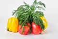 Red and yellow sweet large peppers, above them a bunch of dill