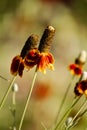 red yellow tall cone flower with blurred background Royalty Free Stock Photo