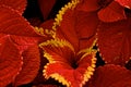 Red with Yellow tipped Coleus Leaves Royalty Free Stock Photo