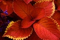 Red with Yellow tipped Coleus Leaves Royalty Free Stock Photo