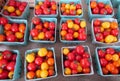 Red and yellow tomatoes in blue carton boxes at farmer market Royalty Free Stock Photo