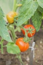 The red and yellow tomatoes on the bush