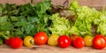 Red and yellow tomatoes, fragrant herbs and lettuce leaves Royalty Free Stock Photo