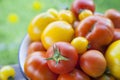 Red and yellow tomatoes on green natural backg Royalty Free Stock Photo