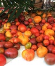 Red and yellow Tomatos