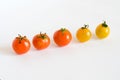 Red and yellow tomatos in row Royalty Free Stock Photo