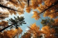 Red and yellow tops of autumn treetops above blue sky background. Tops of trees leaving in perspective Royalty Free Stock Photo