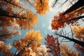 Red and yellow tops of autumn treetops above blue sky background. Tops of trees leaving in perspective Royalty Free Stock Photo