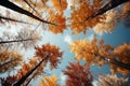 Red and yellow tops of autumn treetops above blue sky background. Tops of trees leaving in perspective Royalty Free Stock Photo