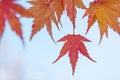 Red and yellow tree leaves on a light blue sky background in autumn Royalty Free Stock Photo