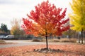 a red and yellow tree in the middle of a park Royalty Free Stock Photo