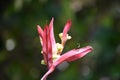 Red and Yellow Tropical Bird of Paradise Flower Royalty Free Stock Photo